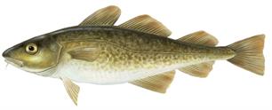 Cod population in the North Sea is in dire state, ICES reports - EAA Europe