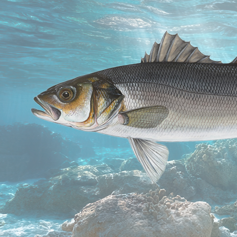 Sea bass